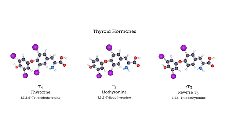 Free T3 Blood Test - Order At Home Thyroid Gland Lab
