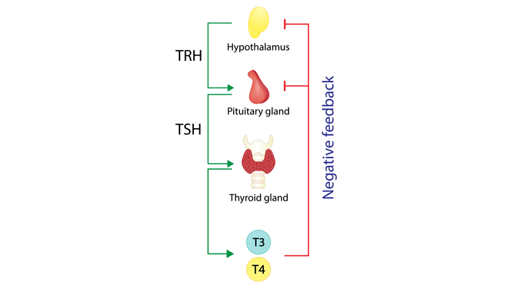 How To Fix Your Thyroid - What’s going on with my thyroid?